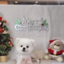 수정애견미용실 이미지