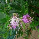 백년약속 이미지