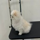 멍뭉이 살롱 이미지