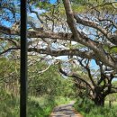 바람모아공원 | [하와이 신혼여행24 ] 하와이 쿠알로라랜치 무비투어 쥬라기공원 투어 솔직 비추 후기