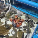 주문진활어회센타 | [강릉] 주문진 활어회센터 포장 후기 내돈내산(해진횟집, 오징어회 모둠회)