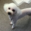 딩딩이발소 이미지