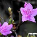 영산홍 이미지