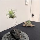 피부를 디자인하다. 네이버블로그