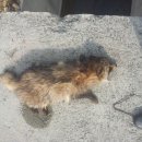 오계농장 이미지