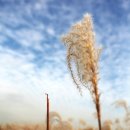 하늘공원 억새축제 다녀오다.!! 1 이미지