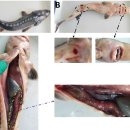 중국철갑상어(Acipenser sinensis)의 Yersinia ruckeri 이미지