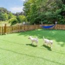 해피데이애견 이미지