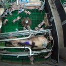 서열농장 이미지