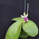 Phalaenopsis bellina 火字 (화자) 이미지