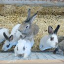 하얀마을경남경로당 | 남해양떼목장겨울 남해상상양떼목장 편백숲 다녀온 후기