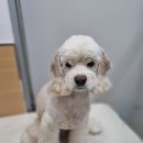 얼바인 동물병원 이미지