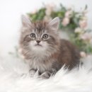 천안 고양이분양 도로시펫 | 김천고양이분양 집사 생활 도로시펫 방문 후기