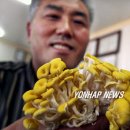 호암농산 연합뉴스