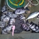 추자대물민박 이미지