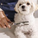 개털도사 이미지