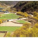 산수유피는마을 이미지