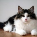 고양이숲 이미지