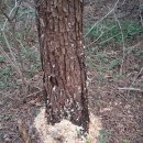 서산소나무힐링 이미지