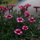 오월생(6월생),말띠 특징? 🔥남들보다 열심히 사는데.. 왜 나만 낙오돼?