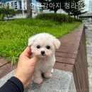 데일리독인천강아지분양