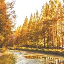 “축구장 46개 크기 숲이 전부 단풍으로?”…노란빛 메타세쿼이아 즐기는 무료 가을 명소 이미지