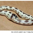 쿠키엔크림 이미지