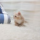 먼치캣 네이버블로그