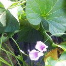 행운농장 이미지