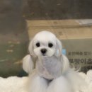 애견미용실 바비펫 이미지