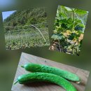 청어람