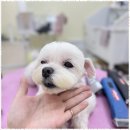 사계절, 멍 이미지