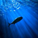 전설의참치 이미지