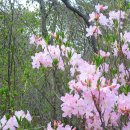 190414 운제산 (오어사주차장-자장암-운제산-시루봉-산여고개-원효암-오어사 주차장) 이미지