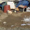 수카페 | 논산한옥카페) 돼지 밤비를 볼 수 있는 반야 한옥 카페 내돈내산 후기