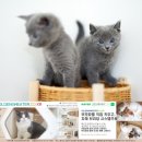 골든스웨터 캐터리 이미지