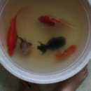 금붕농장 이미지