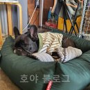 불독하우스 | 포항 꾸꾸하우스 | 프렌치불독과 마샬스피커가 있는 힙한 카페 후기