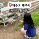 원동목장 | [제주 제주시] '제주양떼목장' 제주도 애월 가볼만한곳 코스 추천 입장료 및 후기