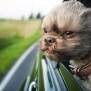 천지추 애견샵 이미지