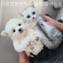 다온 입양센터 수원점 강아지분양 고양이분양 이미지
