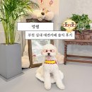 카페멍날 | 부천 송내 실내애견카페 멍쉘 중형견 내돈내산 후기