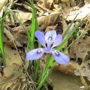 여송지성 이미지