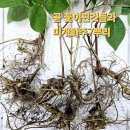 자주꿩/초롱꽃/물레/서덜취/모시대/참나물/유럽전호/처녀치마/노루귀/백작약/옥잠난초/석잠풀/우산/동자/참취대품/음양곽/모듬셑/촛대승마 이미지