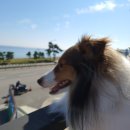 더 퍼피즈 블루 오션 쿡 이미지