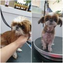 까끼애견미용 이미지