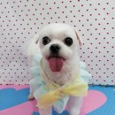 펫피파니 이미지