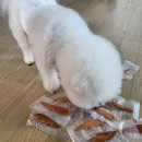 ㈜휴먼앤펫 | 강아지간식추천 펫하루 닭안심져키, 말랑촉촉해 노령견도 잘 먹는 강아지수제간식