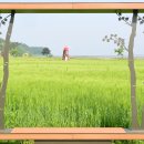 청보리축제장 | 강화 교동도 청보리정원 축제 완벽 가이드