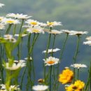 노년(老年)을 축복(祝福)의 시간(時間)으로 [2]. 이미지